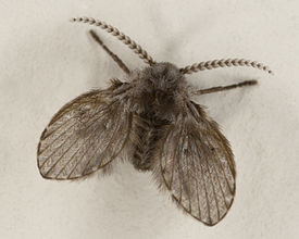 Бабочница Clogmia albipunctata (Psychodidae)