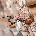 Dolichomitus sp. laying eggs into a nest of Osmia sp..