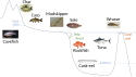 Fish habitat diversity