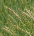 Hordeum secalinum