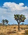 עץ יהושע בפארק הלאומי עץ יהושע (מדבר מוהאבי ומדבר קולורדו)