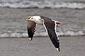 Larus fuscus