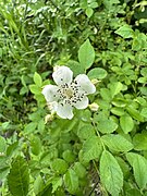 Multiflora Rose