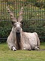 Markhor (Capra falconeri)