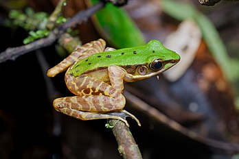 Grenouille de l'espèce Odorrana chloronota. (définition réelle 8 256 × 5 504)