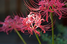 Lycoris radiata, Red spider lily