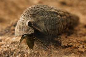 Terebralia palustris, família Potamididae