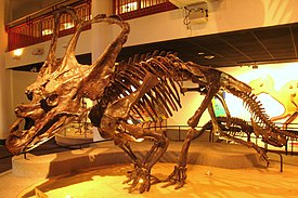 Chasmosaurus belli, Академия естественных наук