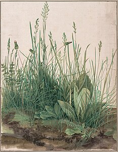 Albrecht Dürer, La grande touffe d'herbe. 1503. Plume et pinceau, aquarelle et gouache sur vélin, rehauts de blanc, H. 40 cm. Vienne, Albertina.