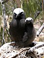 Black noddy with chick