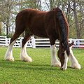 Un Clydesdale, cheval hypermétrique (1,70 m en moyenne)