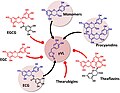 Flavan-3-ol precursors of the microbial metabolite 5-(3′/4′-dihydroxyphenyl)-γ-valerolactone (gVL). Only compounds with intact (epi)catechin moiety result in the formation of γVL by the intestinal microbiome. ECG, (−)-epicatechin-3-O-gallate; EGCG, Epigallocatechin gallate; EGC, Epigallocatechin.[18]