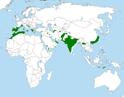 Área de distribución de A. fasciata[2]​