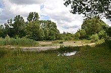 Naturnahe Kleingewässer im Marienbergpark