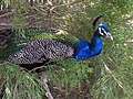 Peafowl, one of the free roaming animals at the park