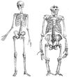 Opvallende overeenkomsten tussen het skelet van een mens en dat van een gorilla