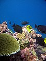 Kanton Island, in the Phoenix Islands Protected Area (Kiribati)