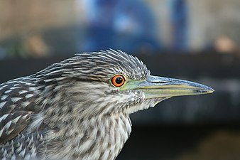 Jeune Bihoreau gris au Lac Merritt à Oakland (Californie).