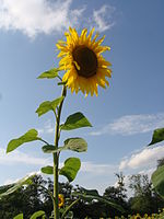 zonnebloem (Helianthus annuus)