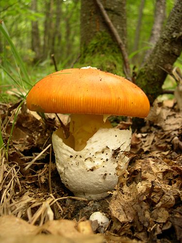 Цезарский гриб (Amanita caesarea)