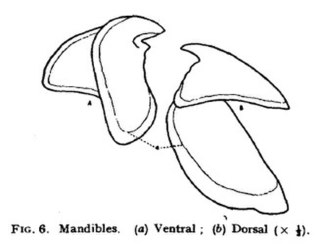 #111 (12/11/1935) Upper and lower beaks (Frost, 1936:93, fig. 6; see also radular teeth)