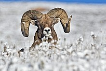 Big Horn Sheep 2.jpg