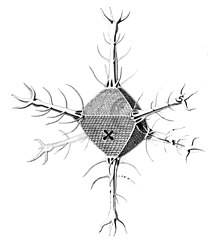 Circopurus octahedrus with 6 spines and 8 faces