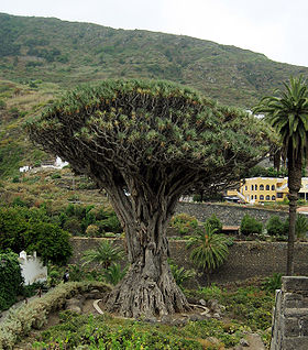 O antiquíssimo e famoso dragoeiro de Icod de los Vinos, Tenerife.