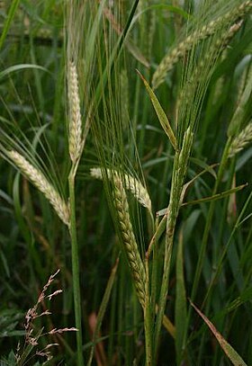 Almindelig byg (Hordeum vulgare)