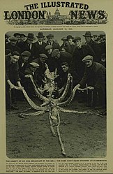 #107 (14/1/1933) The specimen was featured on the cover of The Illustrated London News on 21 January 1933, a week after its discovery
