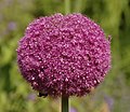 Allium 'Lucy Ball'