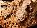 白堊紀的岩石，發現於德州，眾多的空洞是鵝卵石與牡蠣的痕跡。圖中的量尺長10公釐。