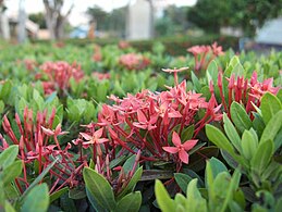 lanca pentado Pentas lanceolata