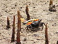 fiddler crab in Bohol, Philippines (Uca sp.; agukoy in Visayan dialect)