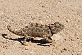 Image 33Namaqua chameleon