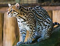 Ocelot (Leopardus pardalis)