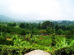 Puncak attractions