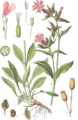 Dag-Pragtstjerne (Silene dioica), et medlem af Nellike-ordenen (Caryophyllales).