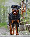 Chien Rottweiler de face, couleur noire dominante.