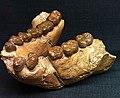 Unterkiefer von Gigantopithecus giganteus (Nachbildung)