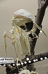 Blue and yellow macaw skeleton (Museum of Osteology)