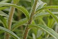 Closeup of the hairy stems