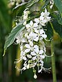 Kvetoucí Clerodendrum wallichii