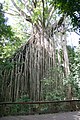 Curtain Fig Tree