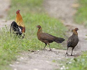 Bankivaj kokoj (Gallus gallus), masklo (maldekstre) kaj du inoj ĉe la Nacia Parko Kaziranga, Asamo, Barato