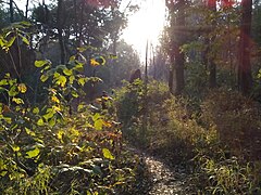 Morning in Nallamalla Forest