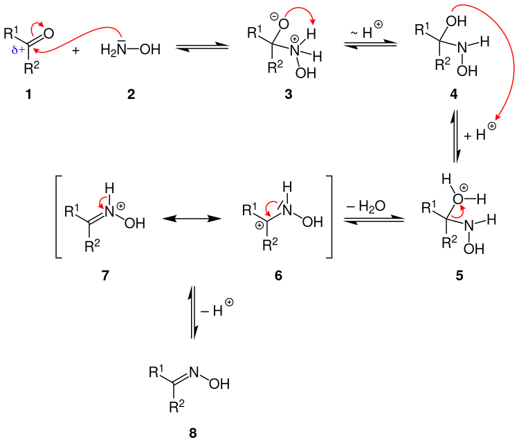 Reaktionsmechanismus der Oxim-Bildung aus einer Carbonylverbindung und Hydroxylamin unter saurer Katalyse