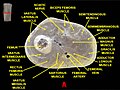 Muscles of thigh. Cross section.