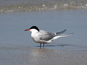 Photographie en couleurs d'un oiseau à tête en partie noire avec ses pattes posées dans l'eau.