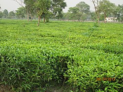 Tea estate in Bagdogra